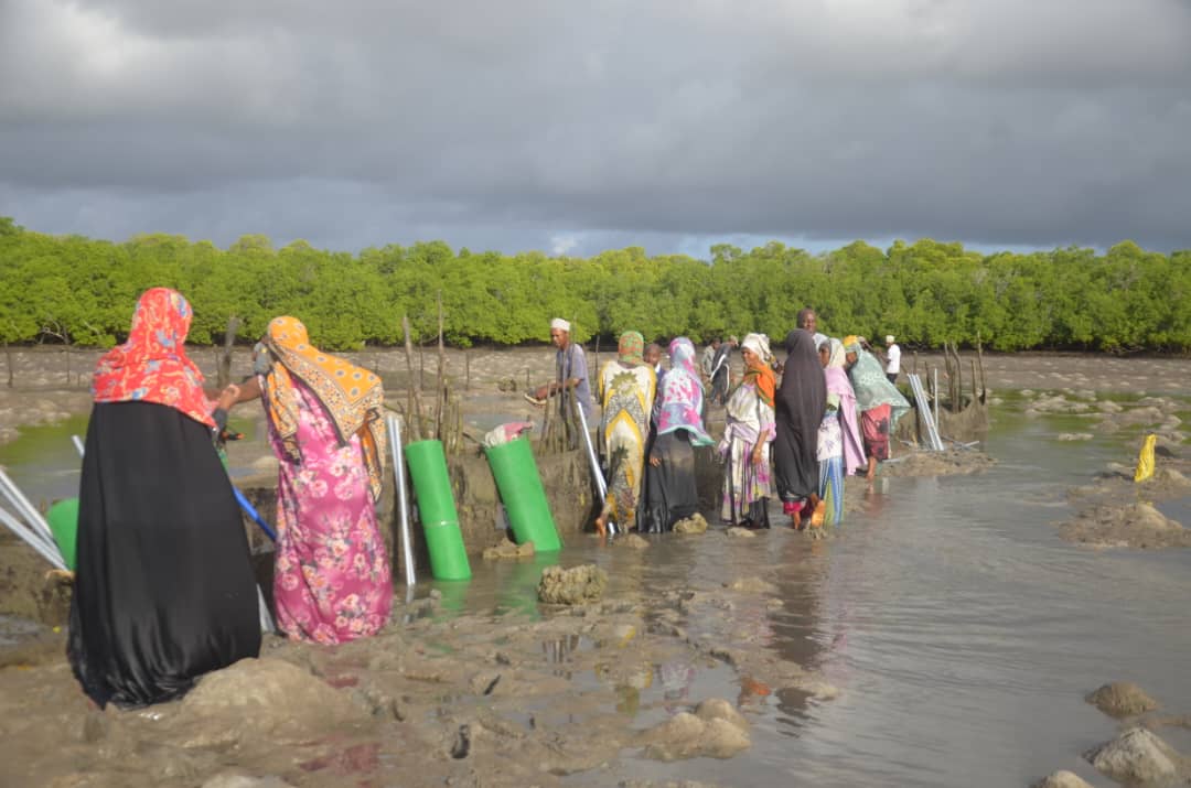 Mangrove Restoration