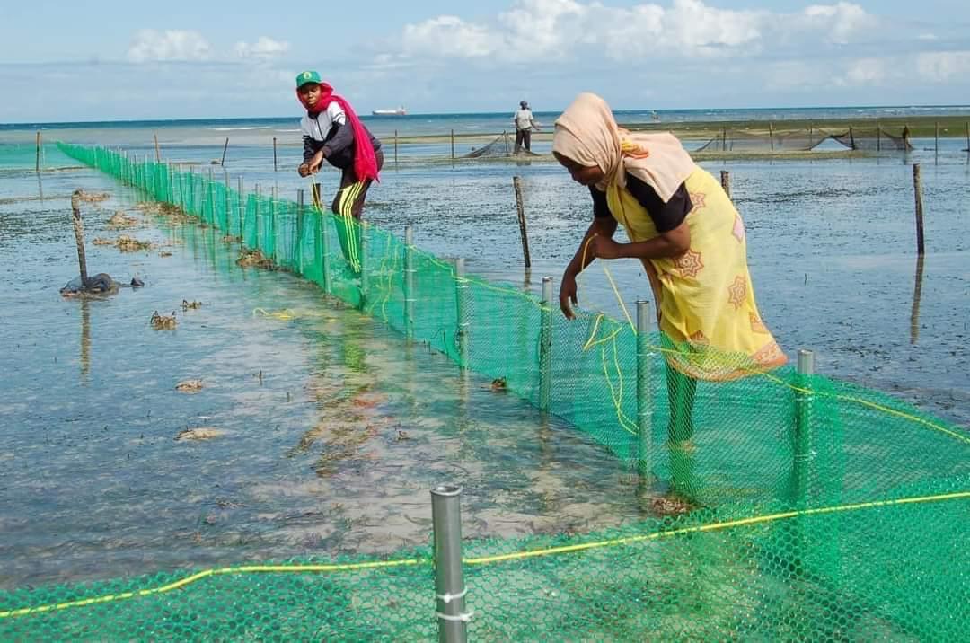 Sustainable Seaweed Farming
